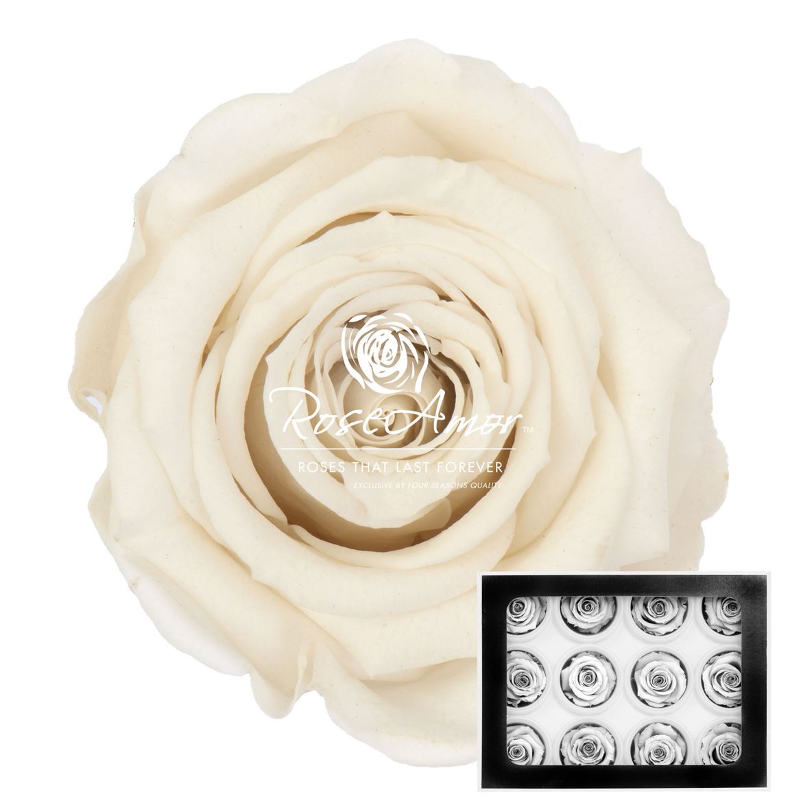 Rosa Preserved Warmi Whi04 3,5cm Hd