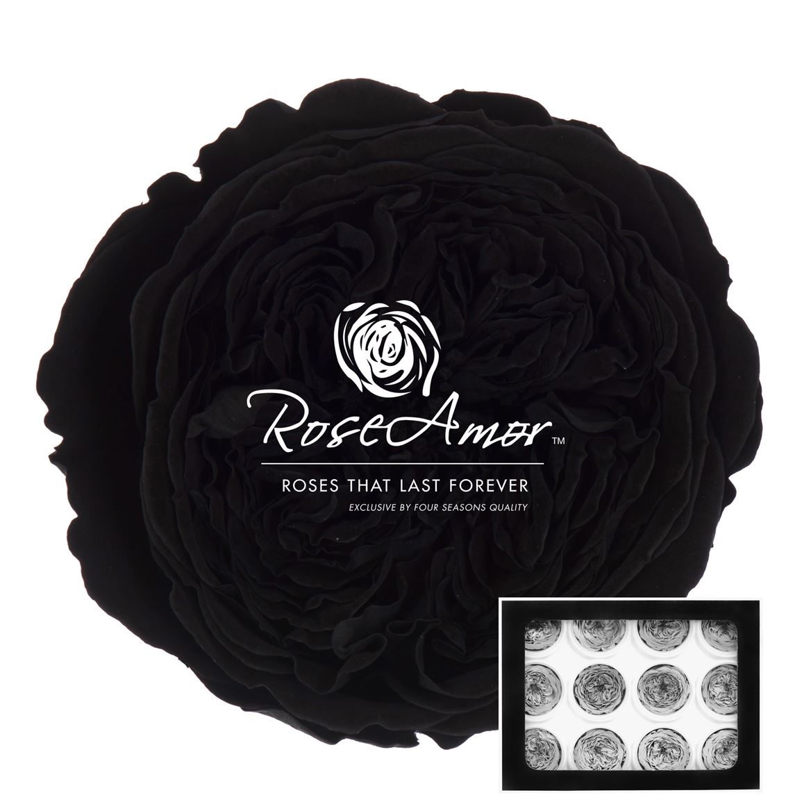 Rosa Preserved Amelia Bla01 4cm Hd
