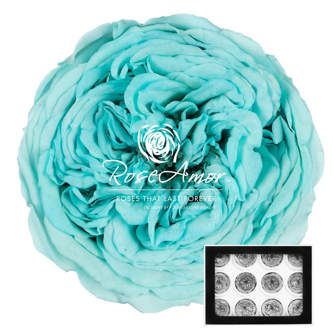 Rosa Preserved Amelia Blu02 4cm Hd