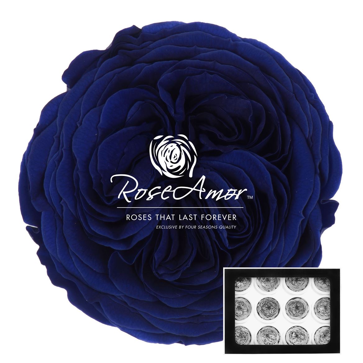 Rosa Preserved Amelia Blu03 4cm Hd