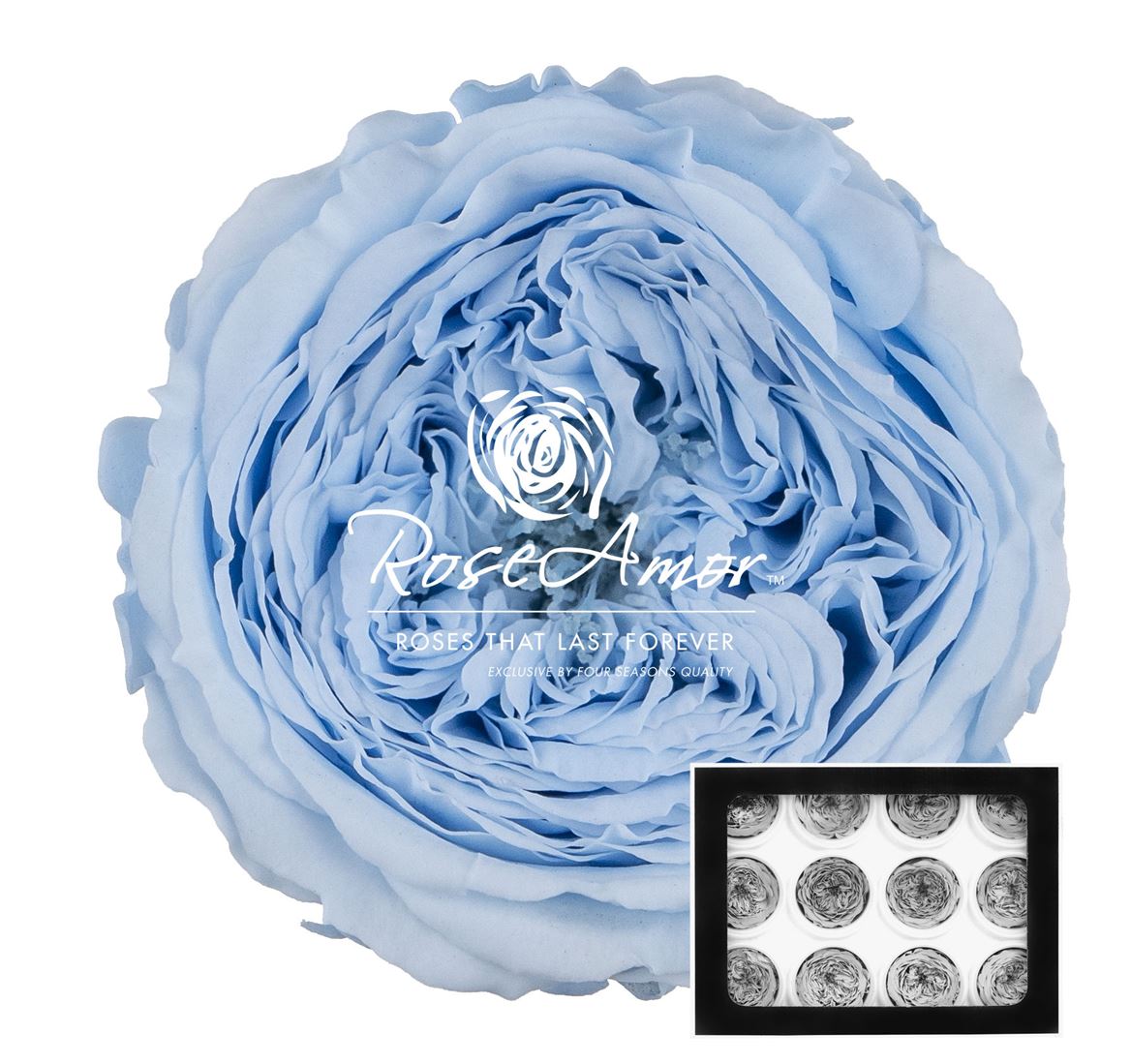 Rosa Preserved Amelia Blu89 4cm Hd