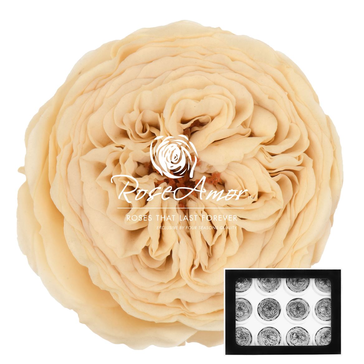 Rosa Preserved Amelia Cha01 4cm Hd