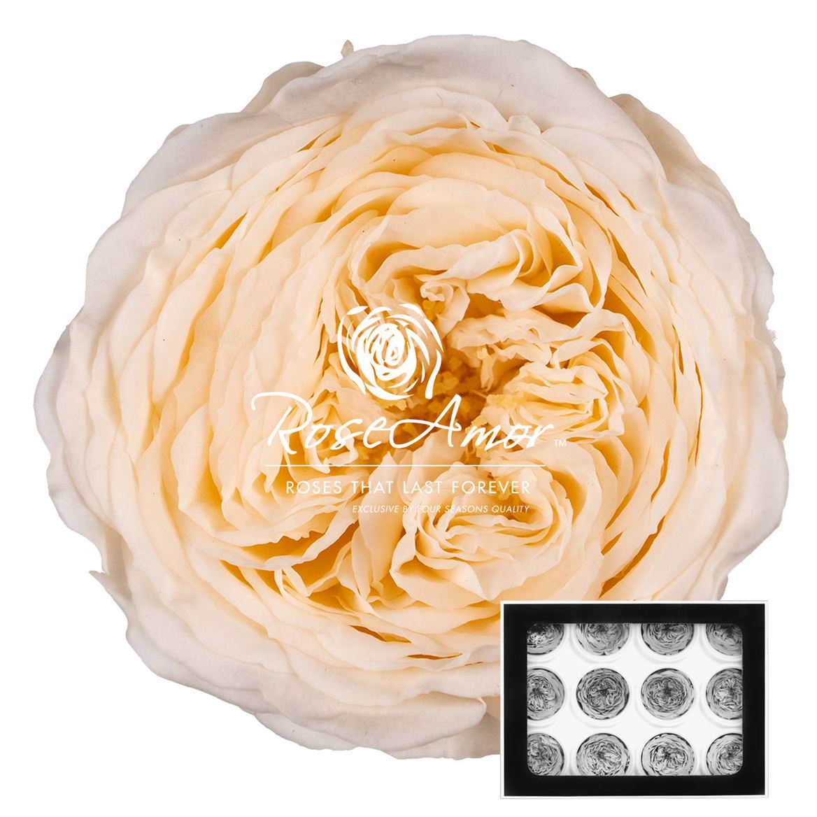 Rosa Preserved Amelia Cha89 4cm Hd