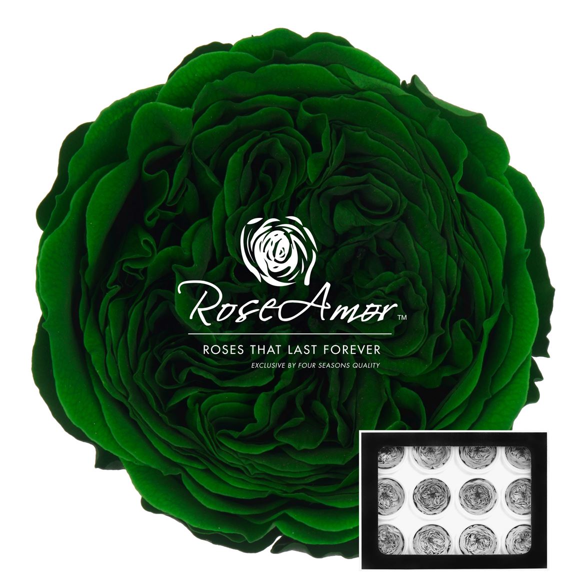 Rosa Preserved Amelia Gre02 4cm Hd