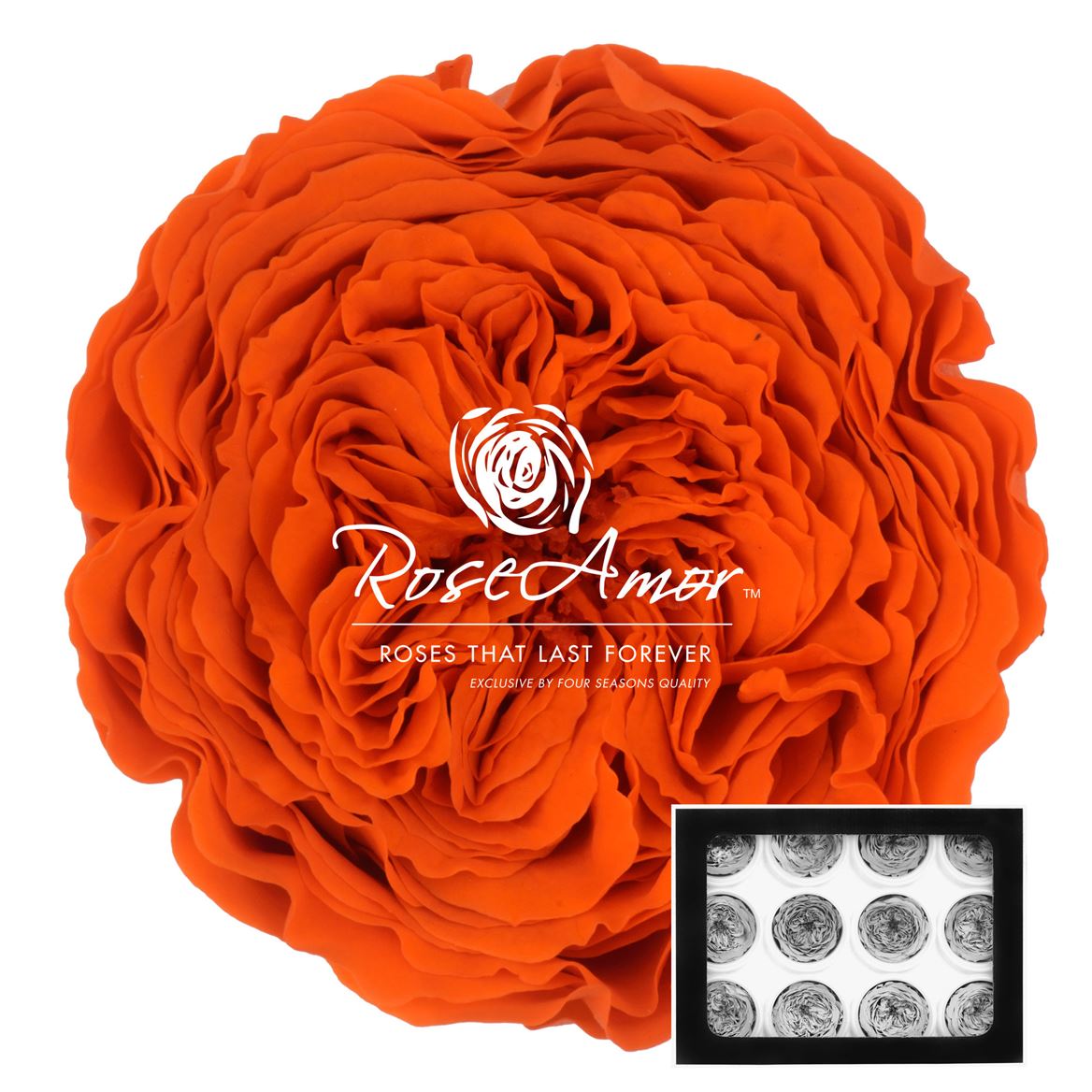 Rosa Preserved Amelia Ora02 4cm Hd