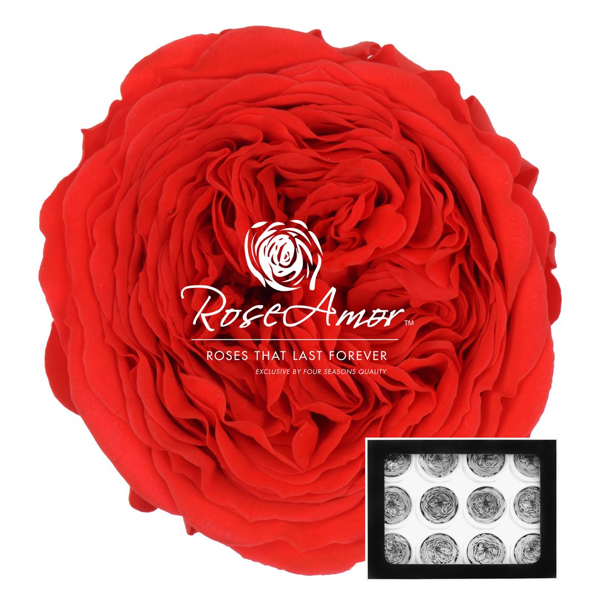 Rosa Preserved Amelia Ora03 4cm Hd