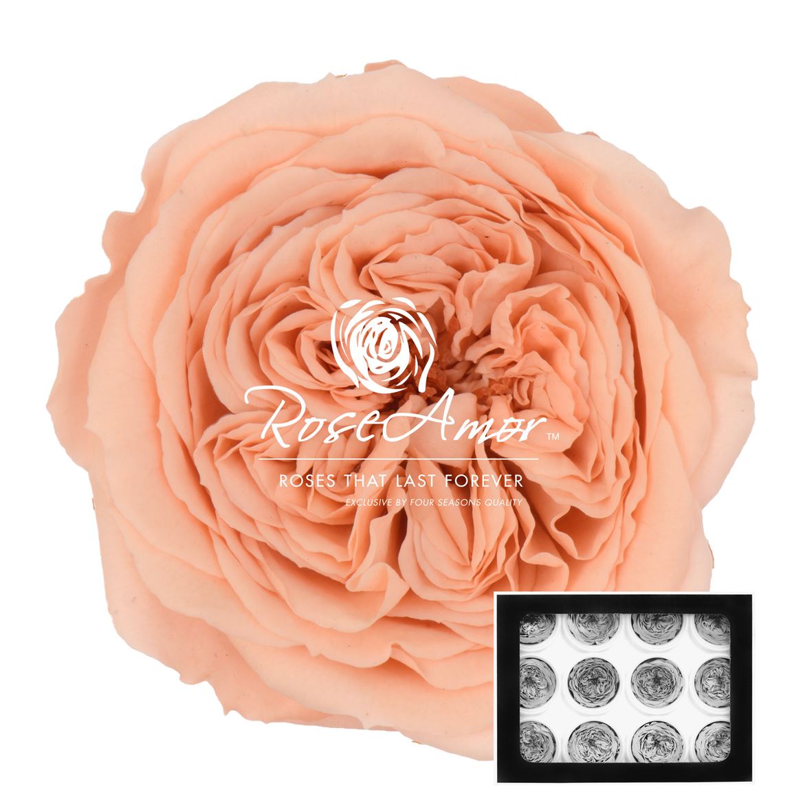 Rosa Preserved Amelia Pea01 4cm Hd