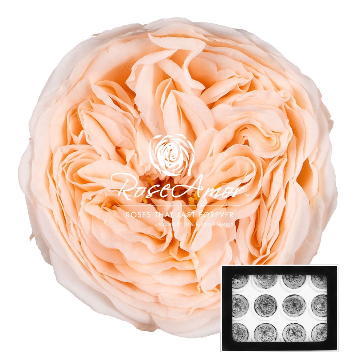 Rosa Preserved Amelia Pea89 4cm Hd