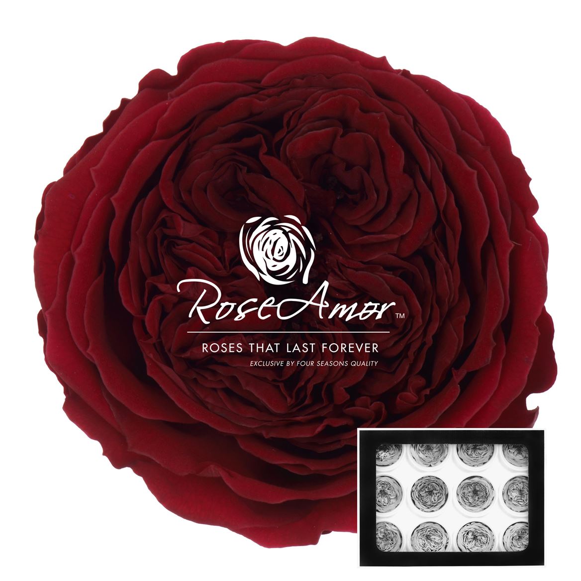 Rosa Preserved Amelia Pin02 4cm Hd