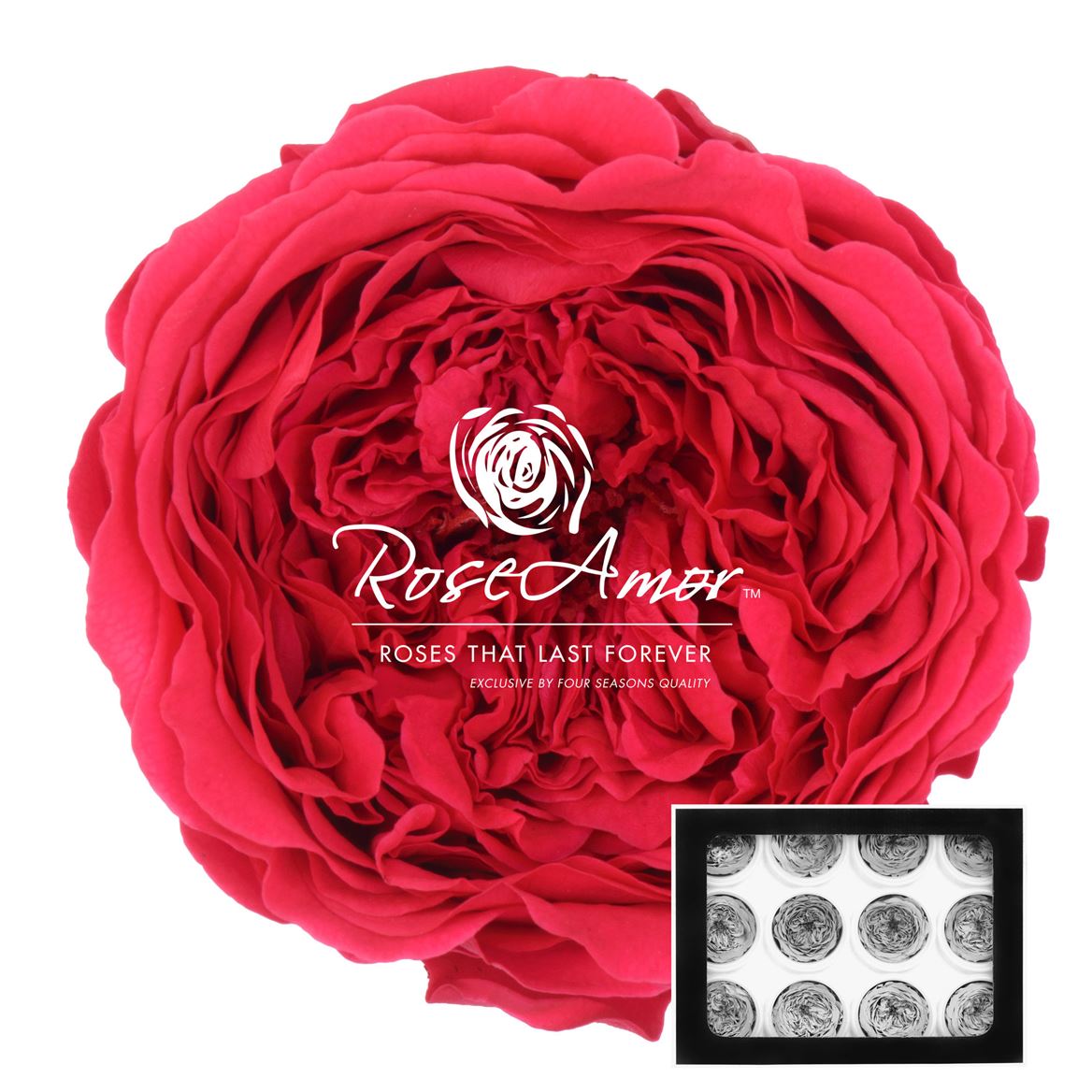 Rosa Preserved Amelia Pin03 4cm Hd