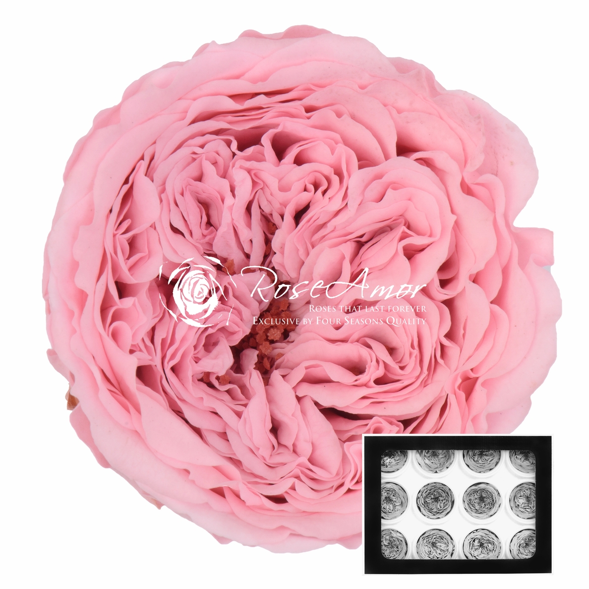 Rosa Preserved Amelia Pin04 4cm Hd