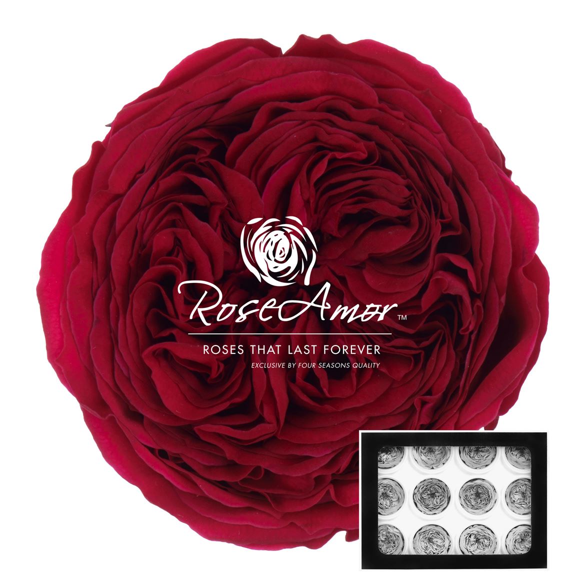 Rosa Preserved Amelia Pin05 4cm Hd