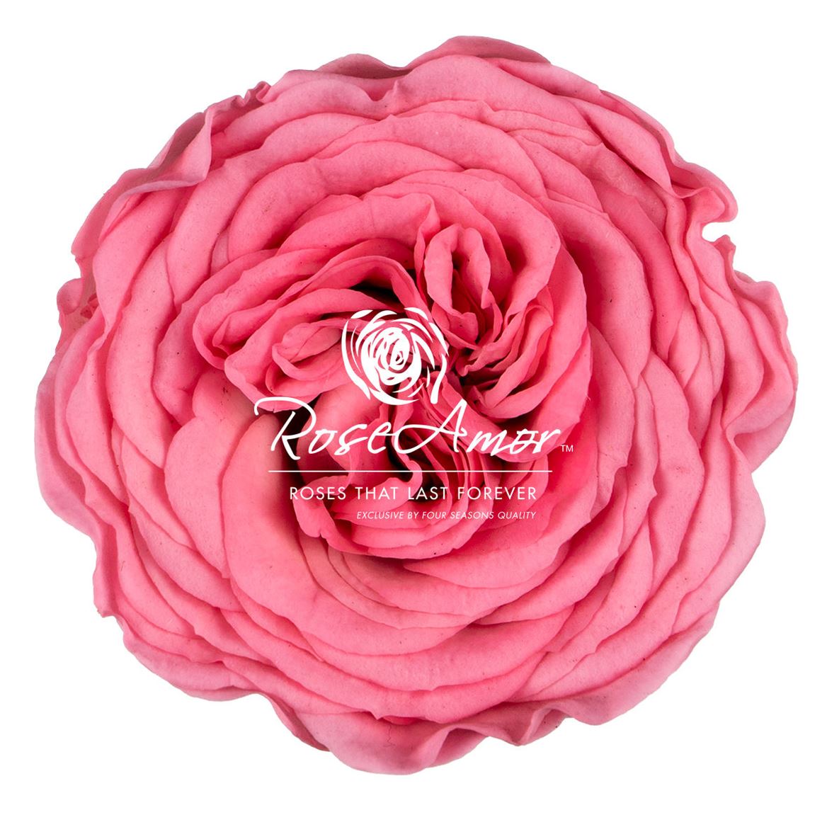 Rosa Preserved Amelia Pin06 4cm Hd