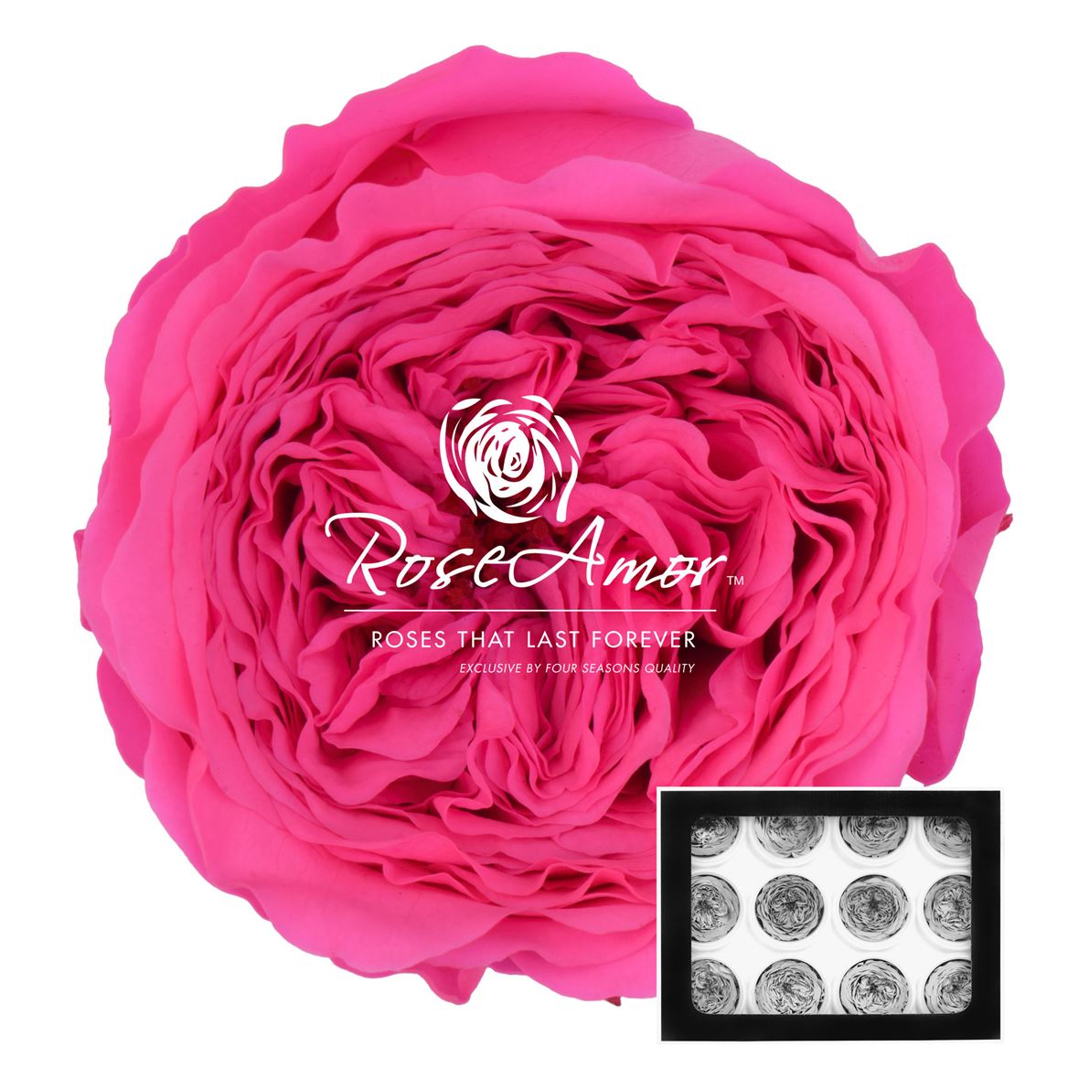 Rosa Preserved Amelia Pin07 4cm Hd