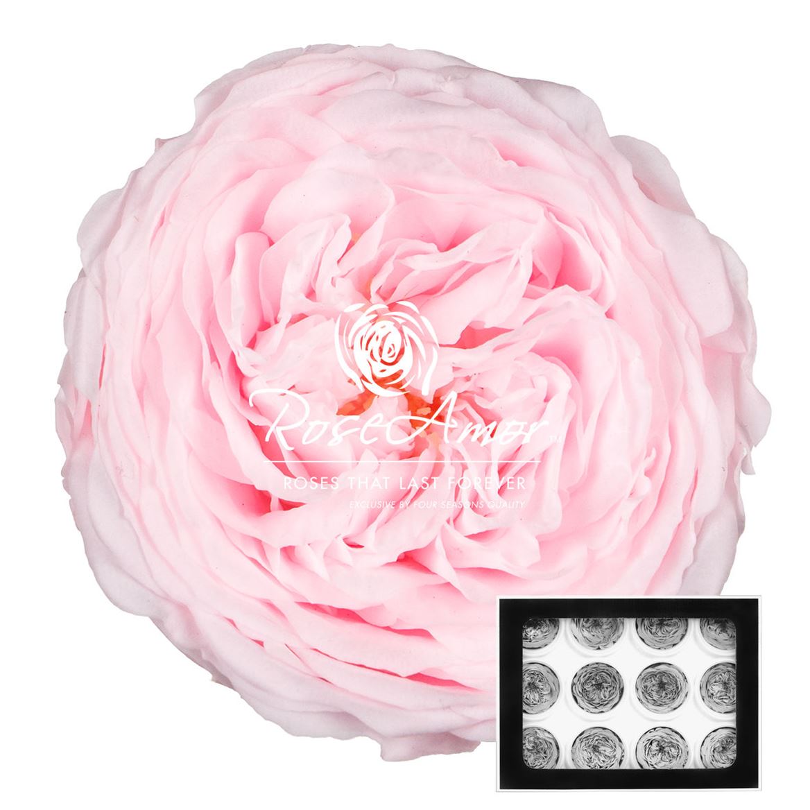 Rosa Preserved Amelia Pin89 4cm Hd