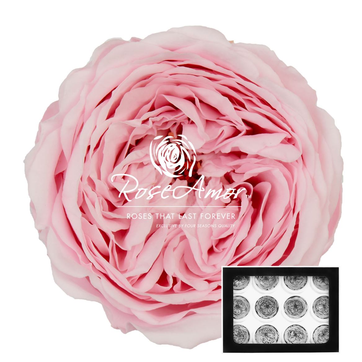 Rosa Preserved Amelia Pin99 4cm Hd