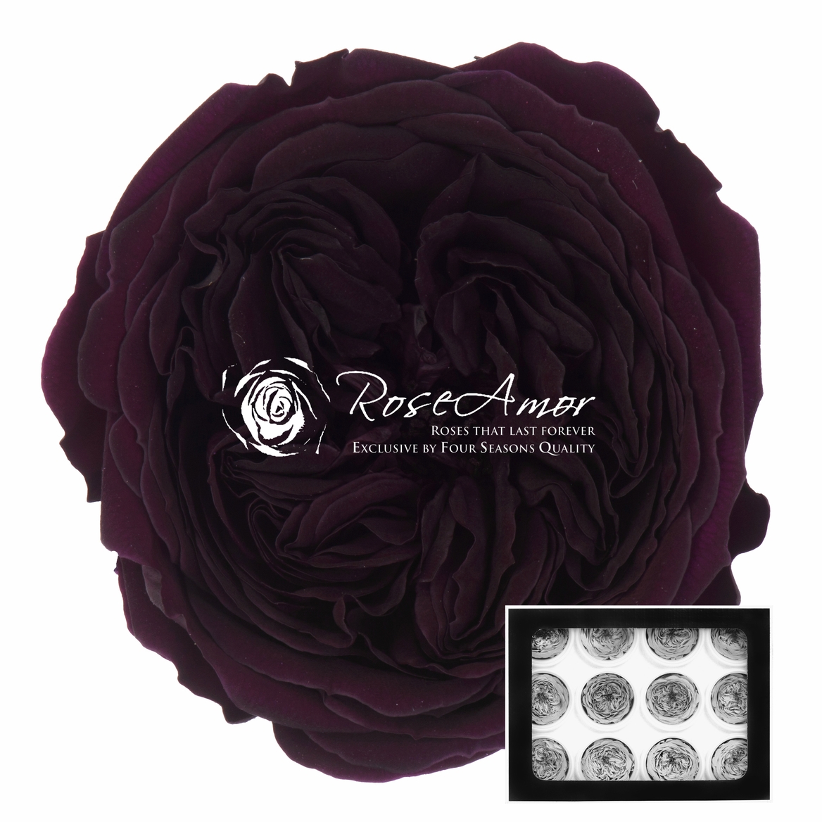 Rosa Preserved Amelia Pur01 4cm Hd