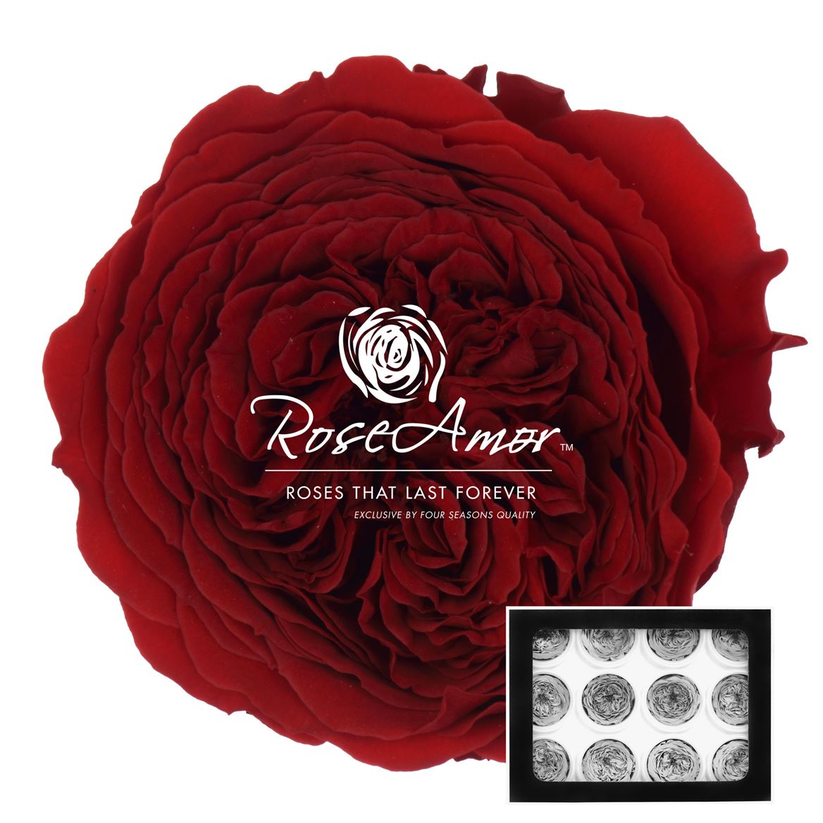 Rosa Preserved Amelia Red01 4cm Hd