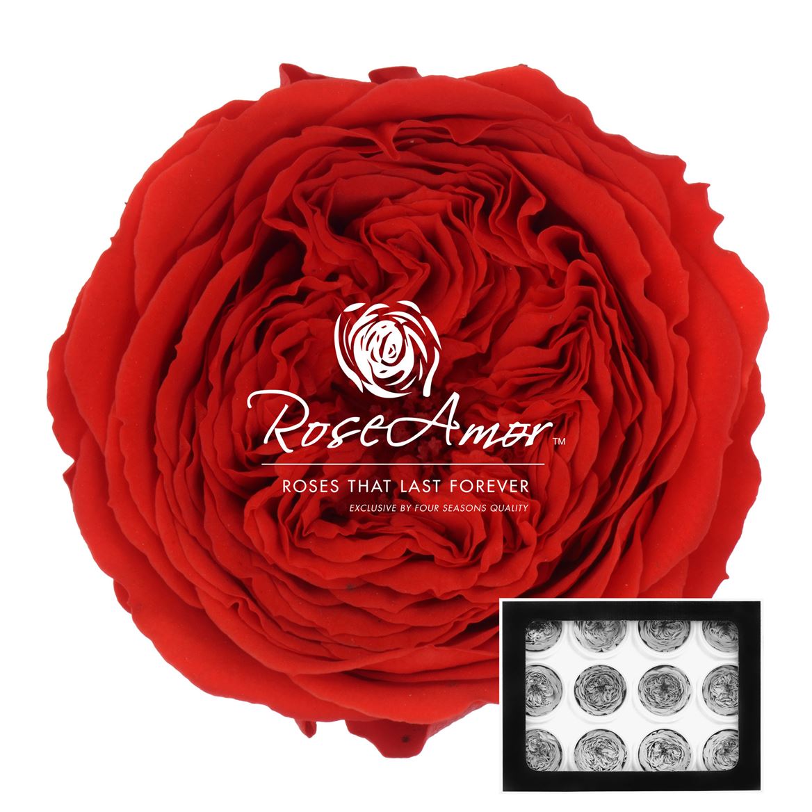 Rosa Preserved Amelia Red02 4cm Hd