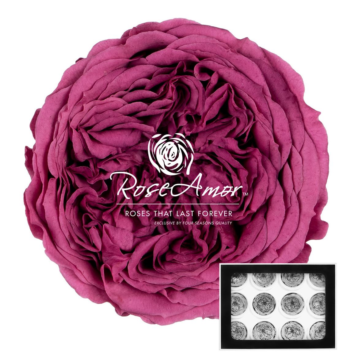 Rosa Preserved Amelia Vio02 4cm Hd