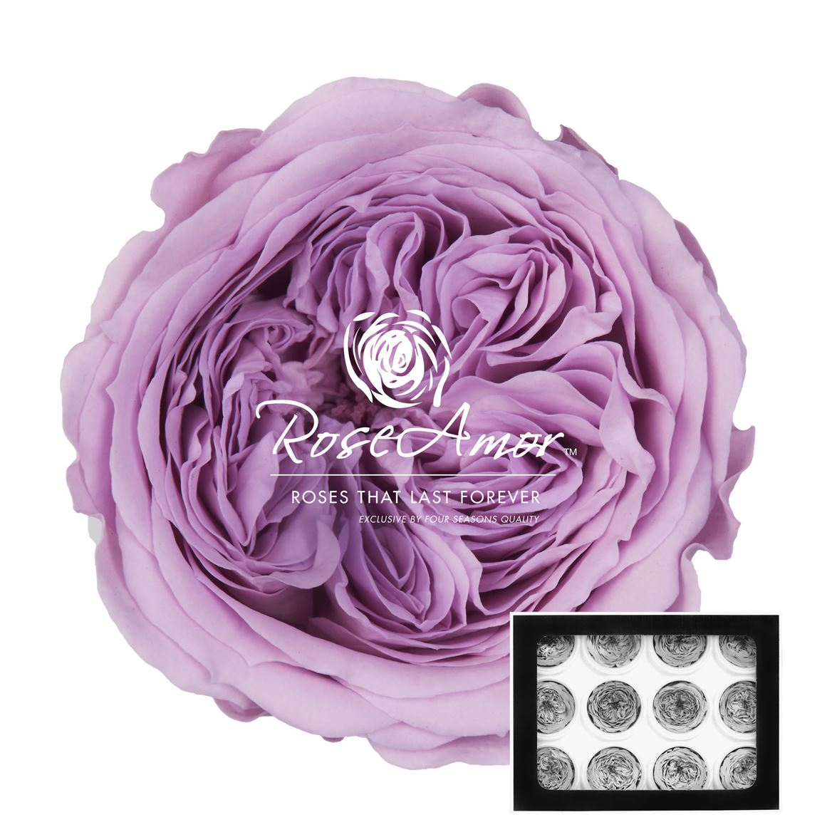 Rosa Preserved Amelia Vio03 4cm Hd