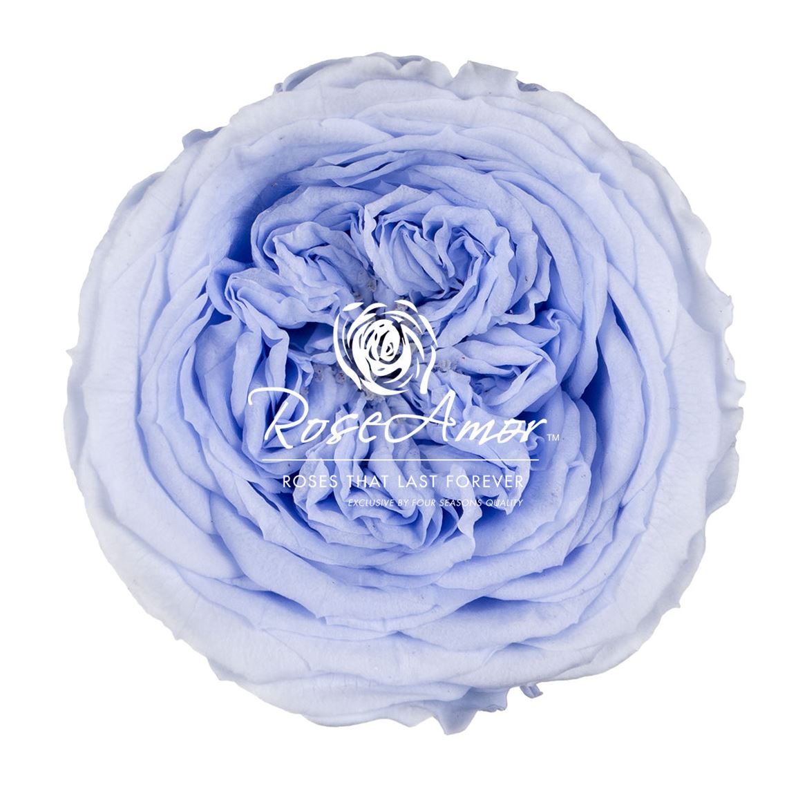 Rosa Preserved Amelia Vio89 4cm Hd