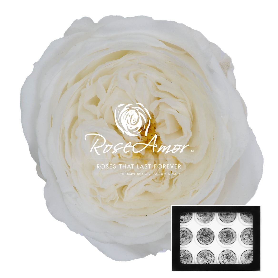 Rosa Preserved Amelia Whi01 4cm Hd