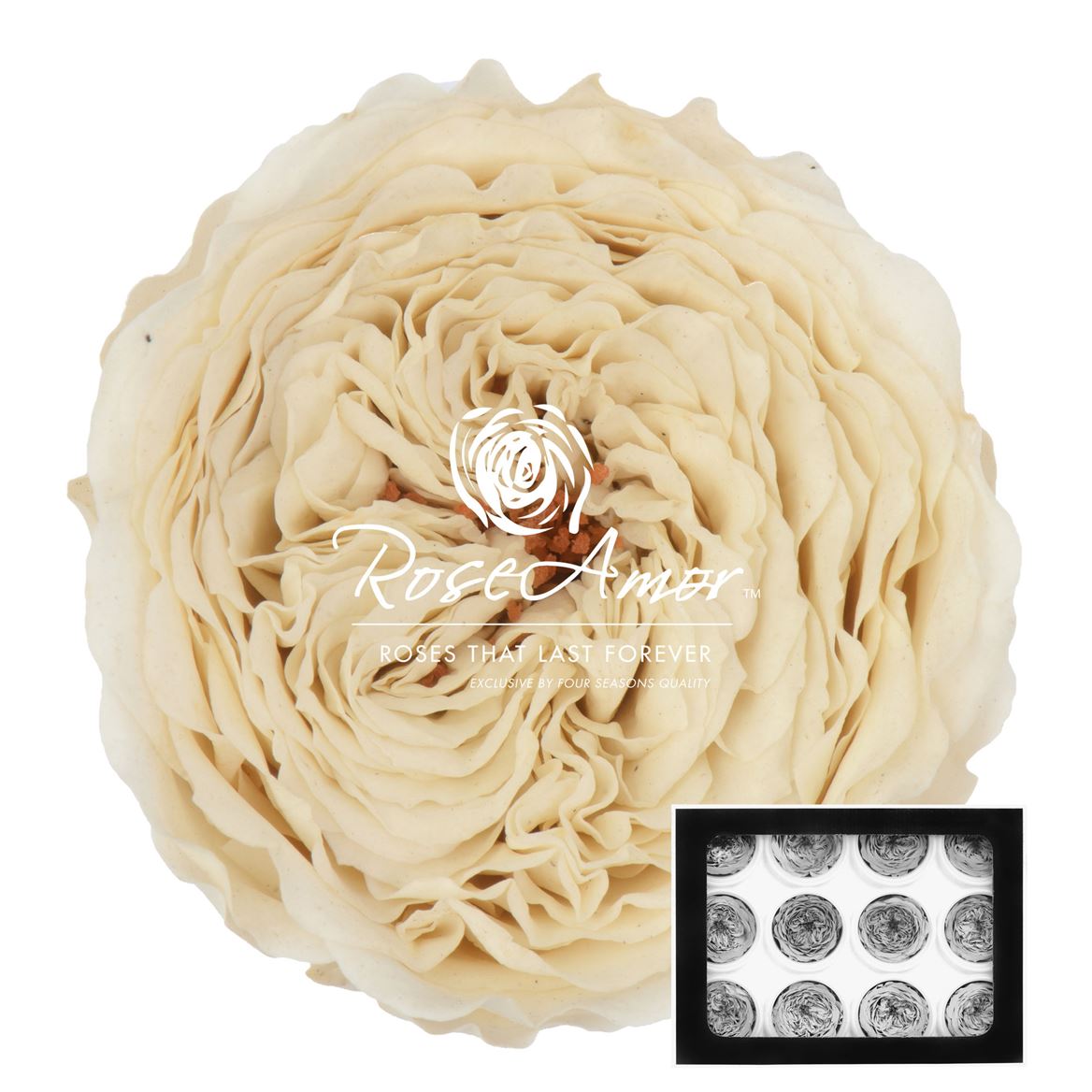 Rosa Preserved Amelia Whi04 4cm Hd