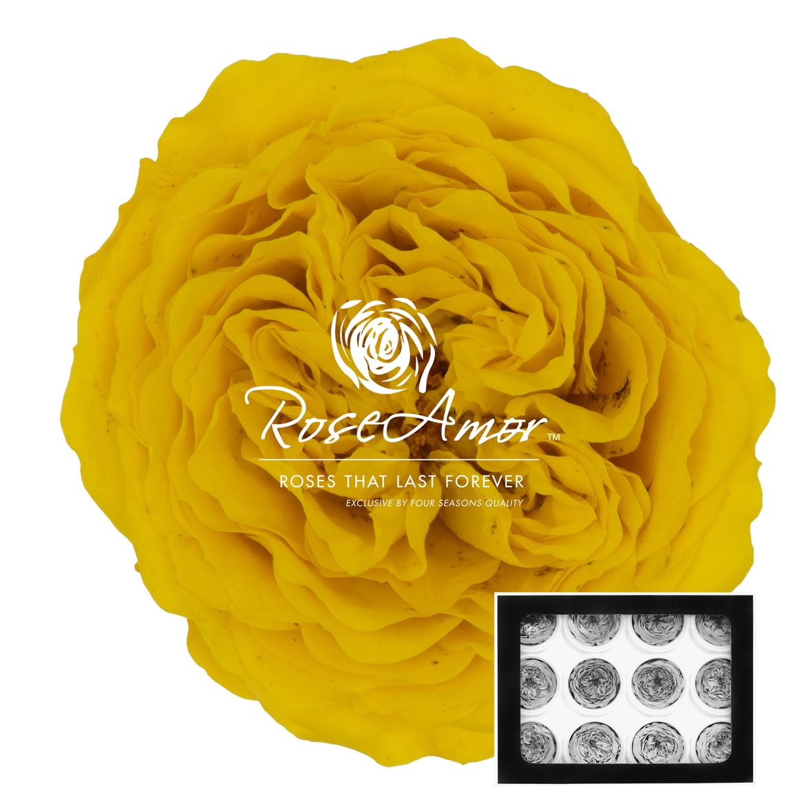 Rosa Preserved Amelia Yel02 4cm Hd