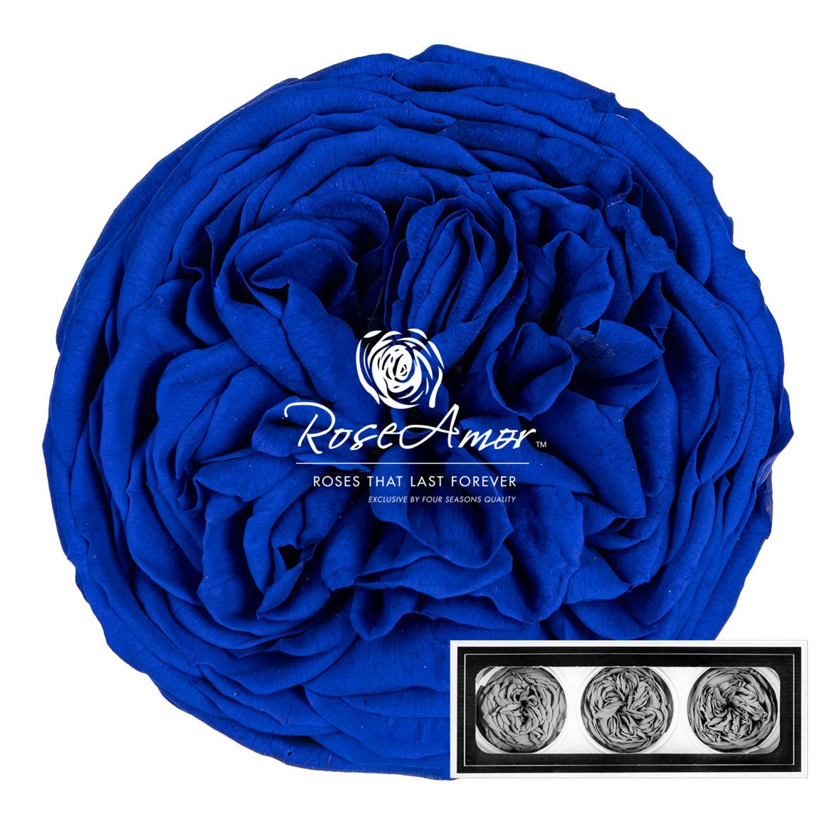 Rosa Preserved Kabukyza Blu03 6cm Hd