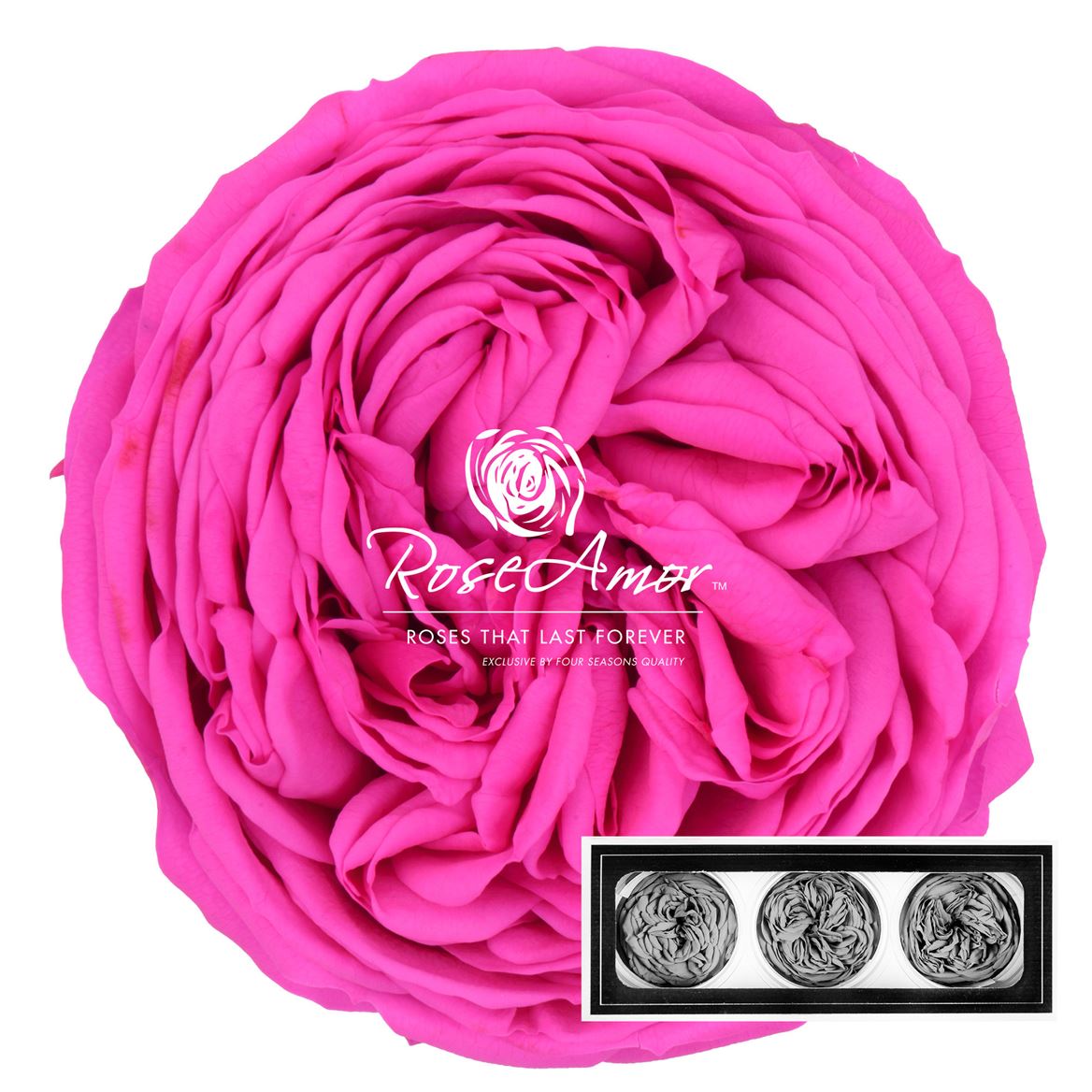 Rosa Preserved Kabukyza Pin07 6cm Hd