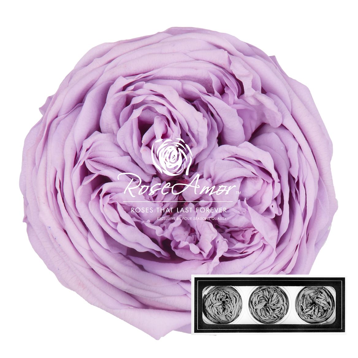 Rosa Preserved Kabukyza Vio03 6cm Hd