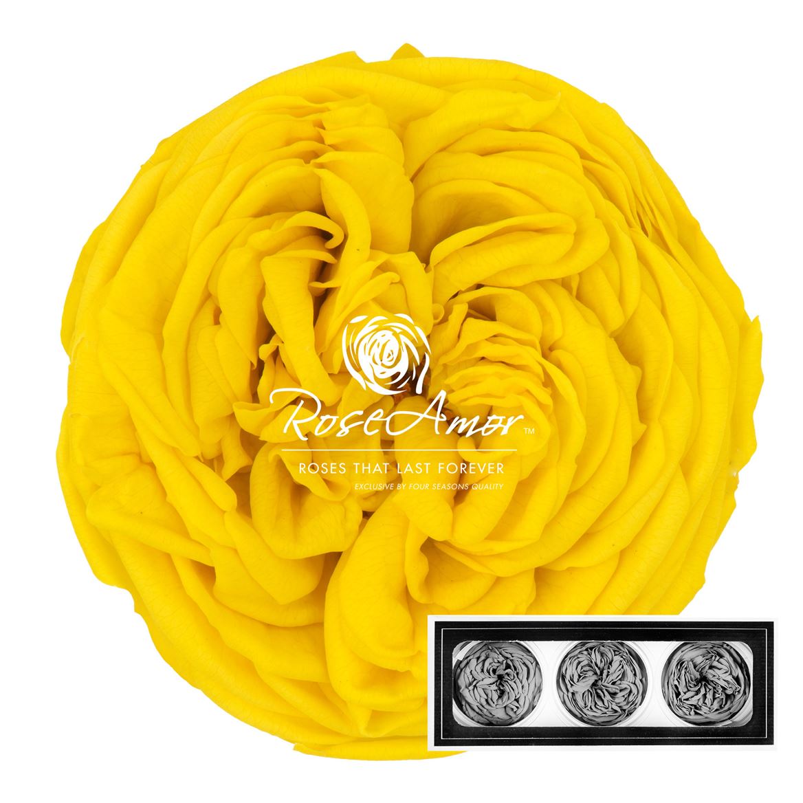 Rosa Preserved Kabukyza Yel02 6cm Hd