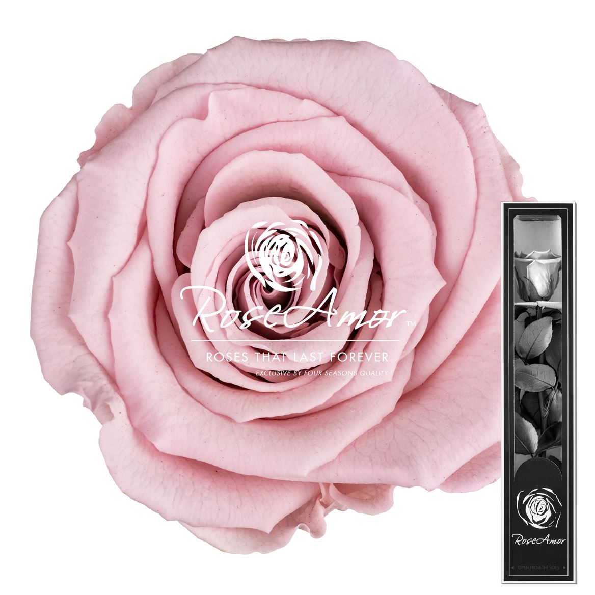 Rosa Preserved Stem Pin04 30cm 5cm Hd