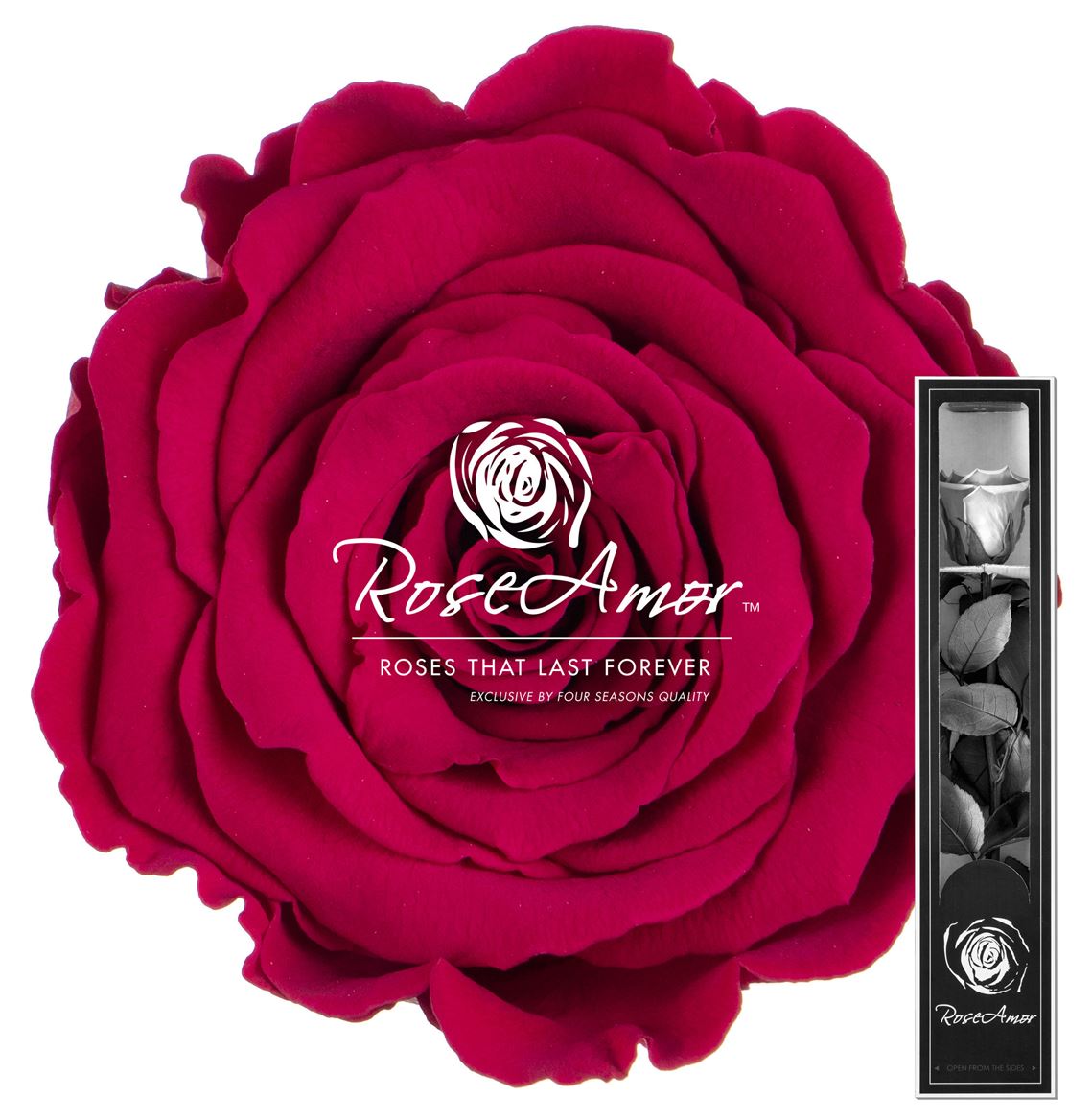 Rosa Preserved Stem Pin05 30cm 5cm Hd