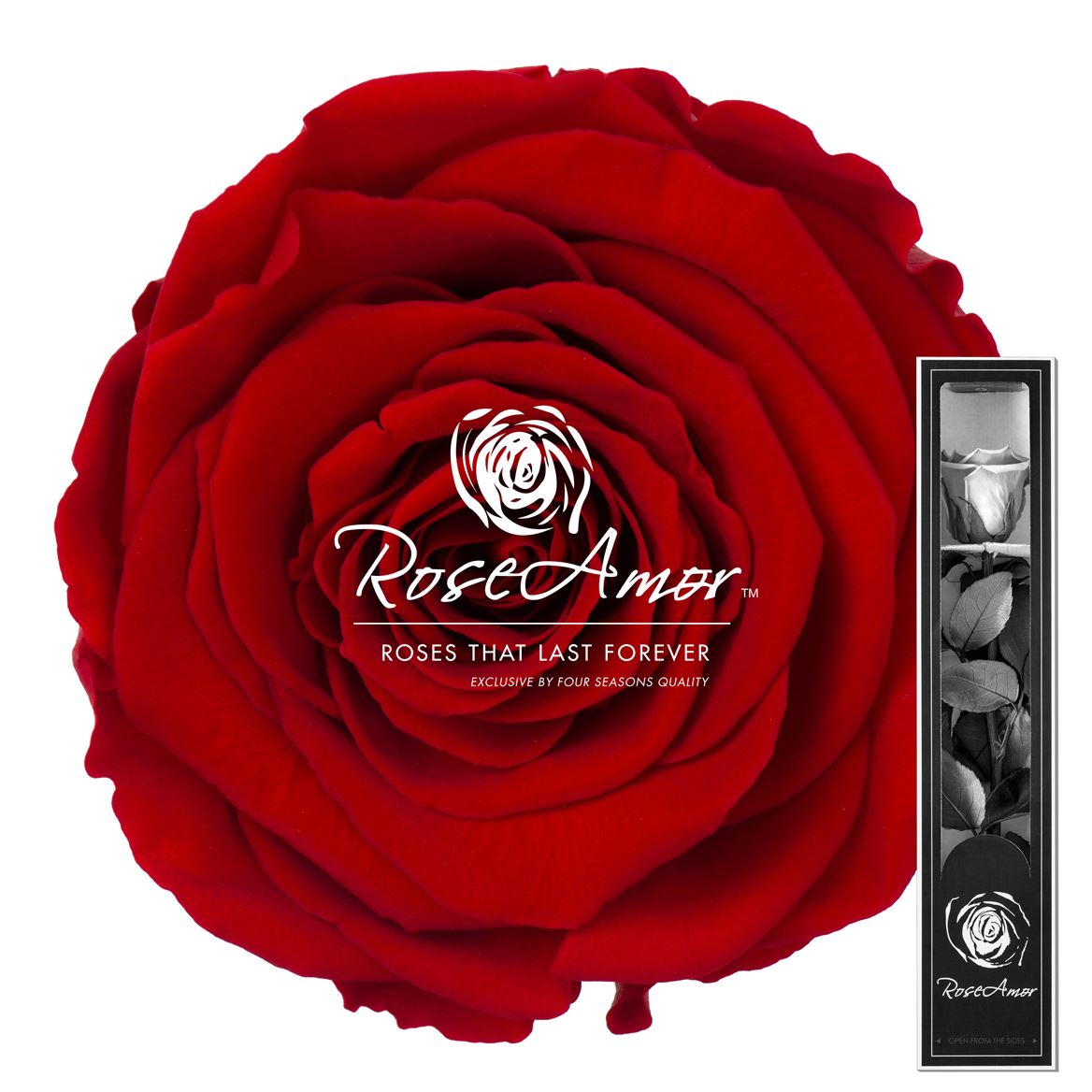 Rosa Preserved Stem Red02 30cm 5cm Hd