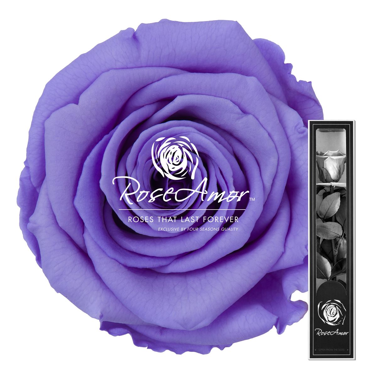Rosa Preserved Stem Vio01 30cm 5cm Hd