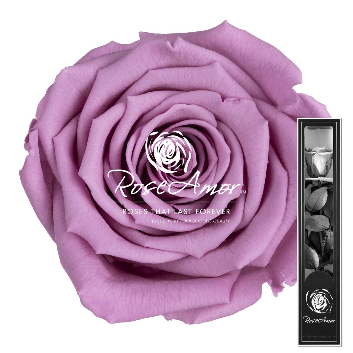 Rosa Preserved Stem Vio02 30cm 5cm Hd