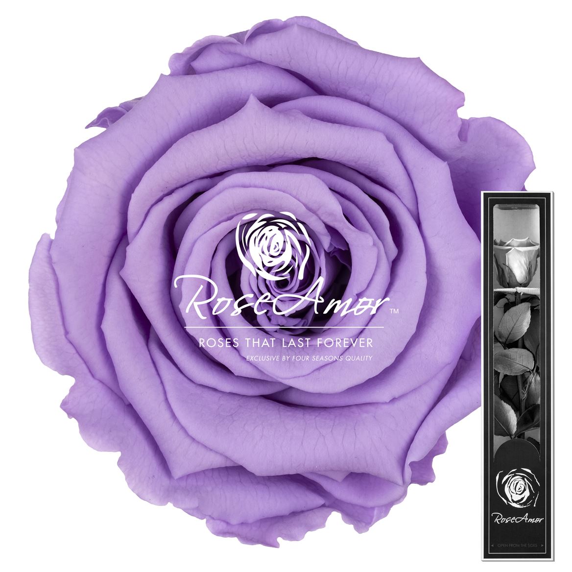 Rosa Preserved Stem Vio03 30cm 5cm Hd