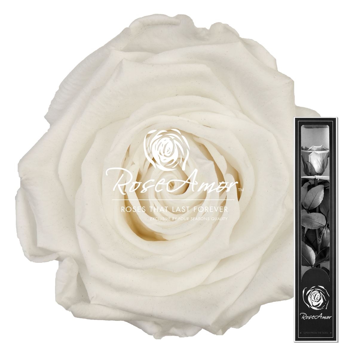 Rosa Preserved Stem Whi01 30cm 5cm Hd