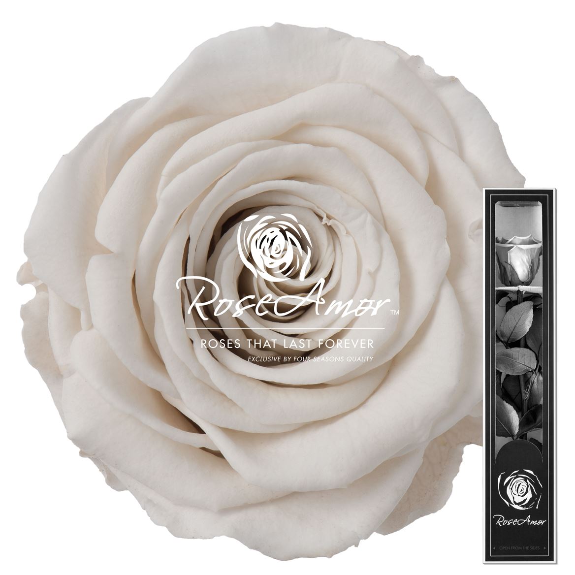 Rosa Preserved Stem Whi04 30cm 5cm Hd