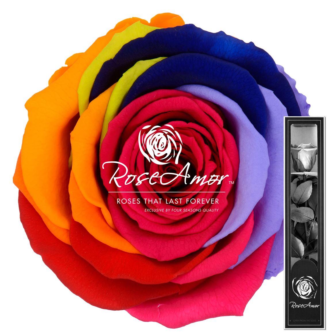 Rosa Preserved Stem Rainbow Red02 30cm 5cm Hd