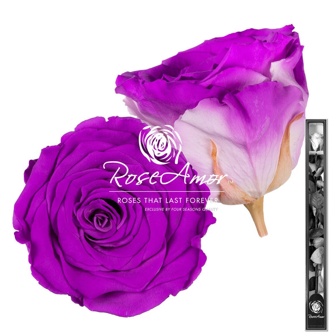 Rosa Preserved Stem Bic05 60cm 6cm Hd