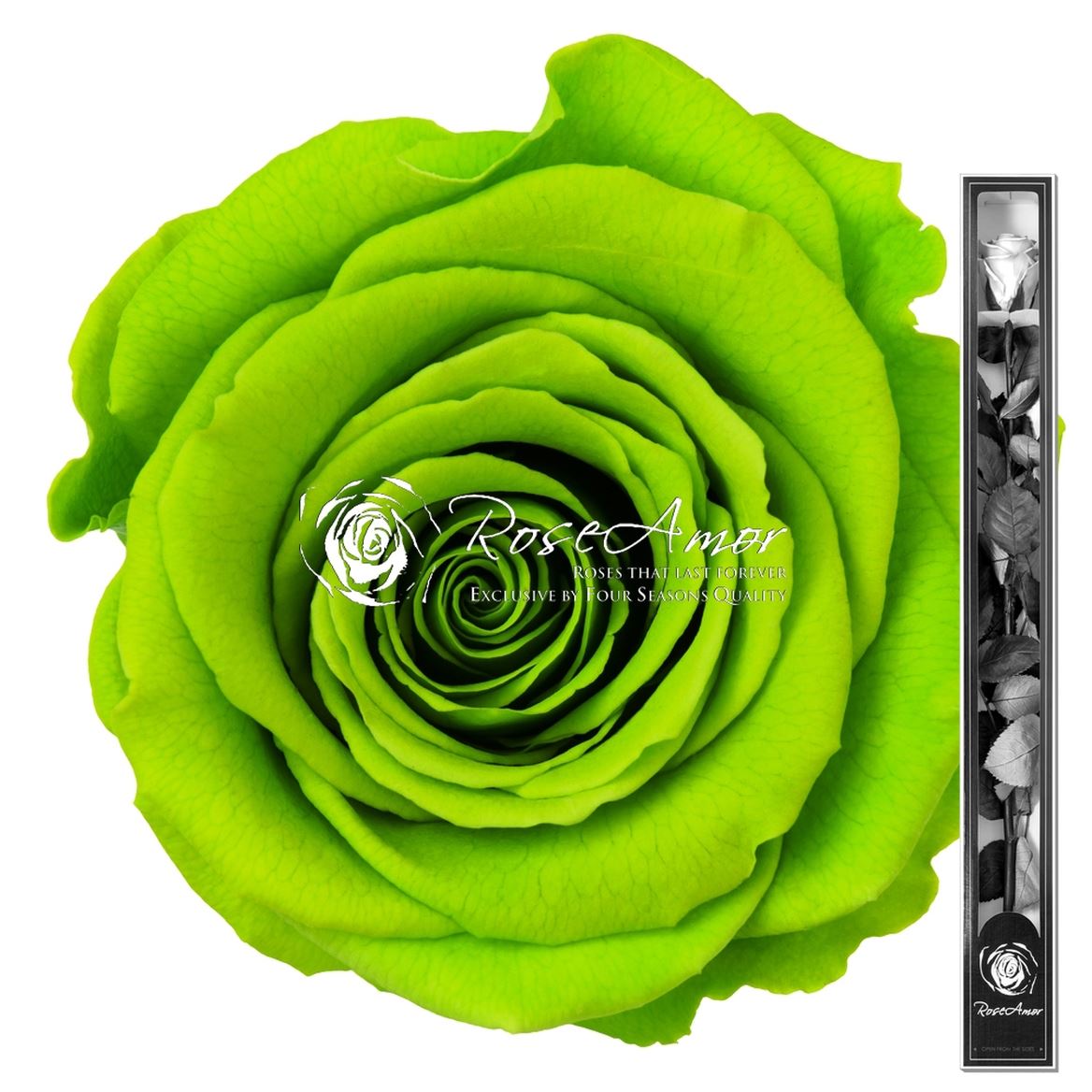 Rosa Preserved Stem Gre05 60cm 6cm Hd