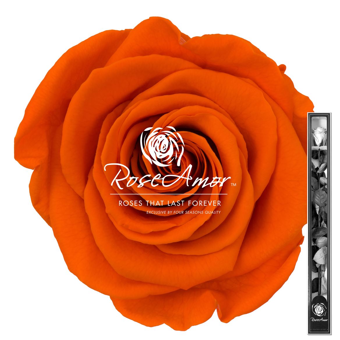 Rosa Preserved Stem Ora02 60cm 6cm Hd