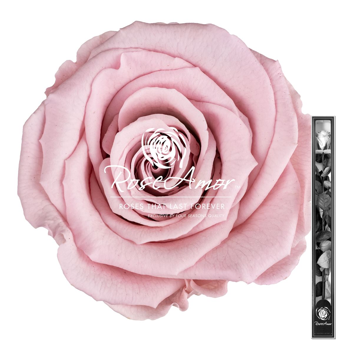Rosa Preserved Stem Pin04 60cm 6cm Hd