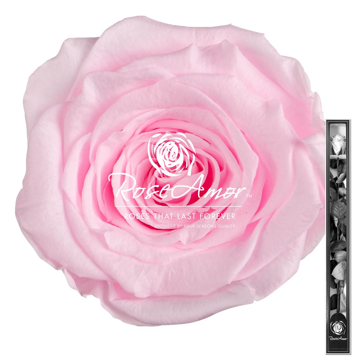 Rosa Preserved Stem Pin99 60cm 6cm Hd