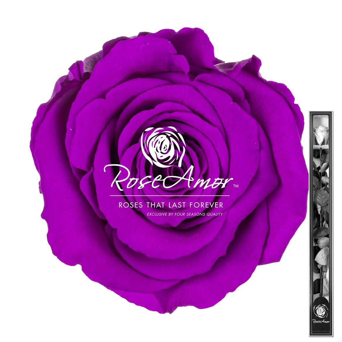 Rosa Preserved Stem Pur02 60cm 6cm Hd