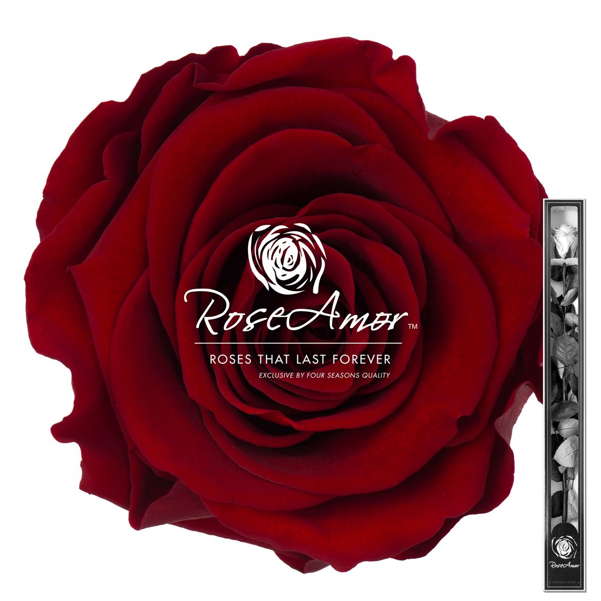 Rosa Preserved Stem Red01 60cm 6cm Hd