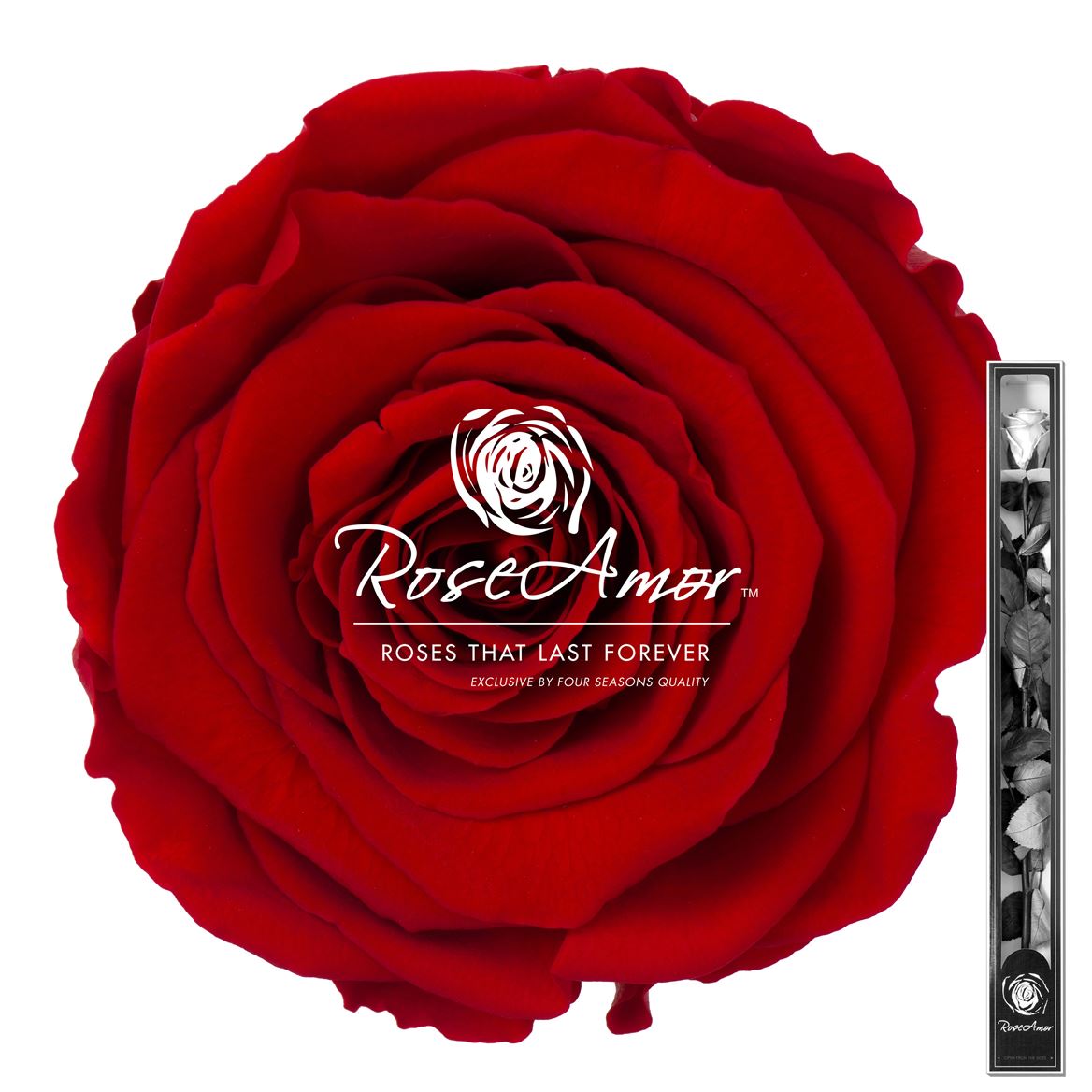 Rosa Preserved Stem Red02 60cm 6cm Hd